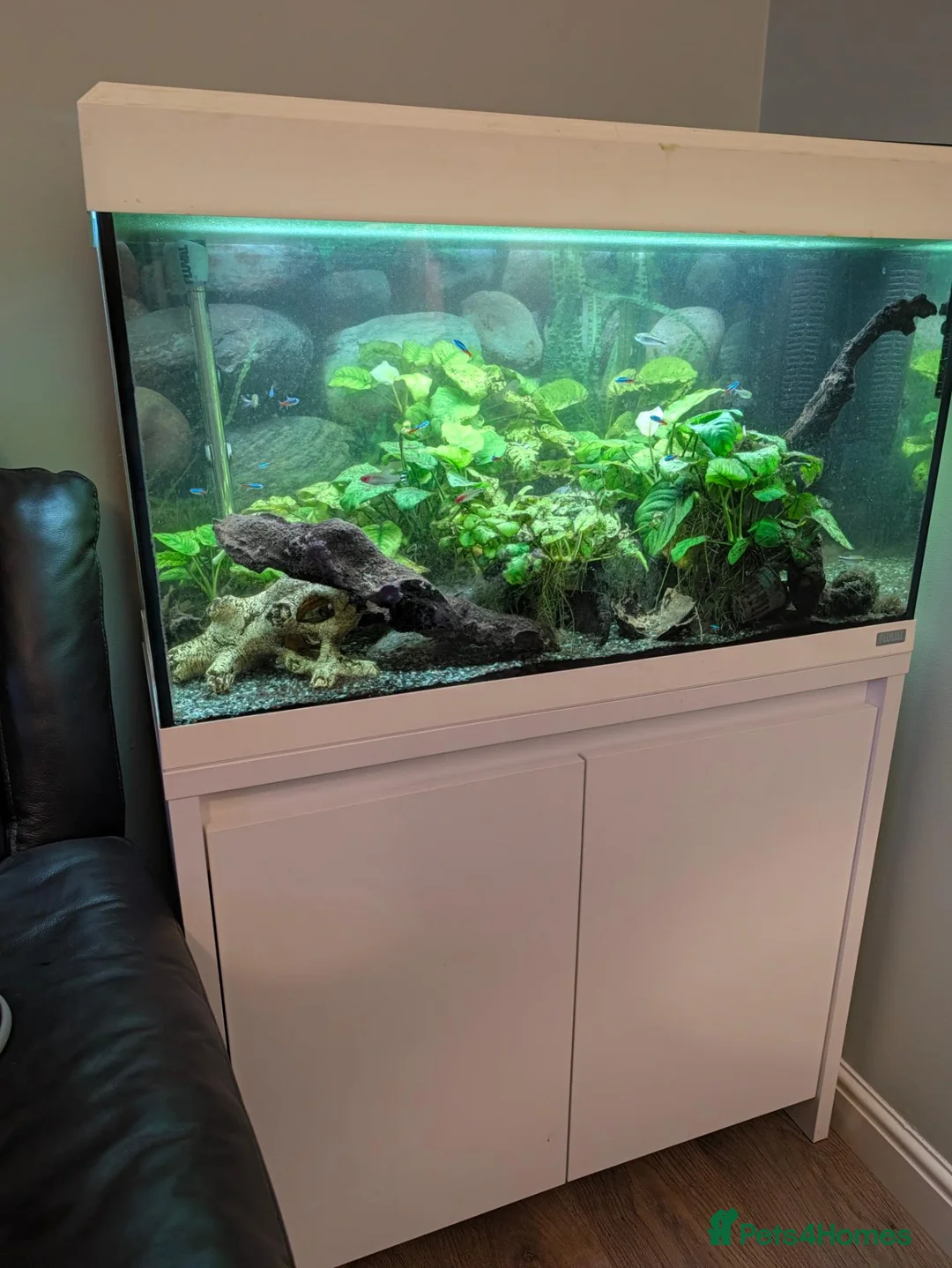 Tetras fish for sale: Well Established Fluval Fish Tank in Runcorn - Advert 1