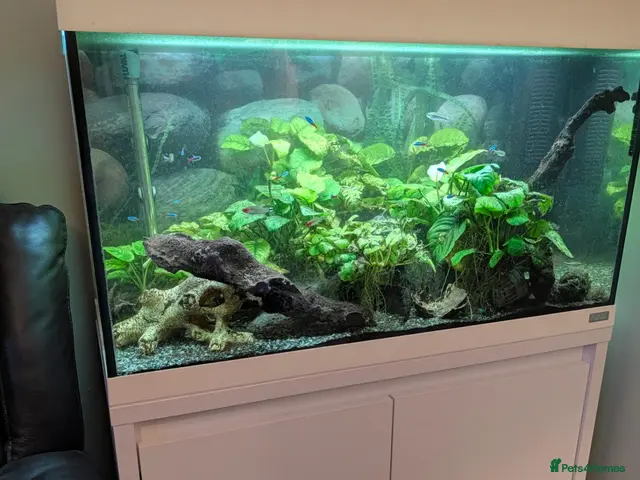 Tetras fish for sale: Well Established Fluval Fish Tank - Advert 2