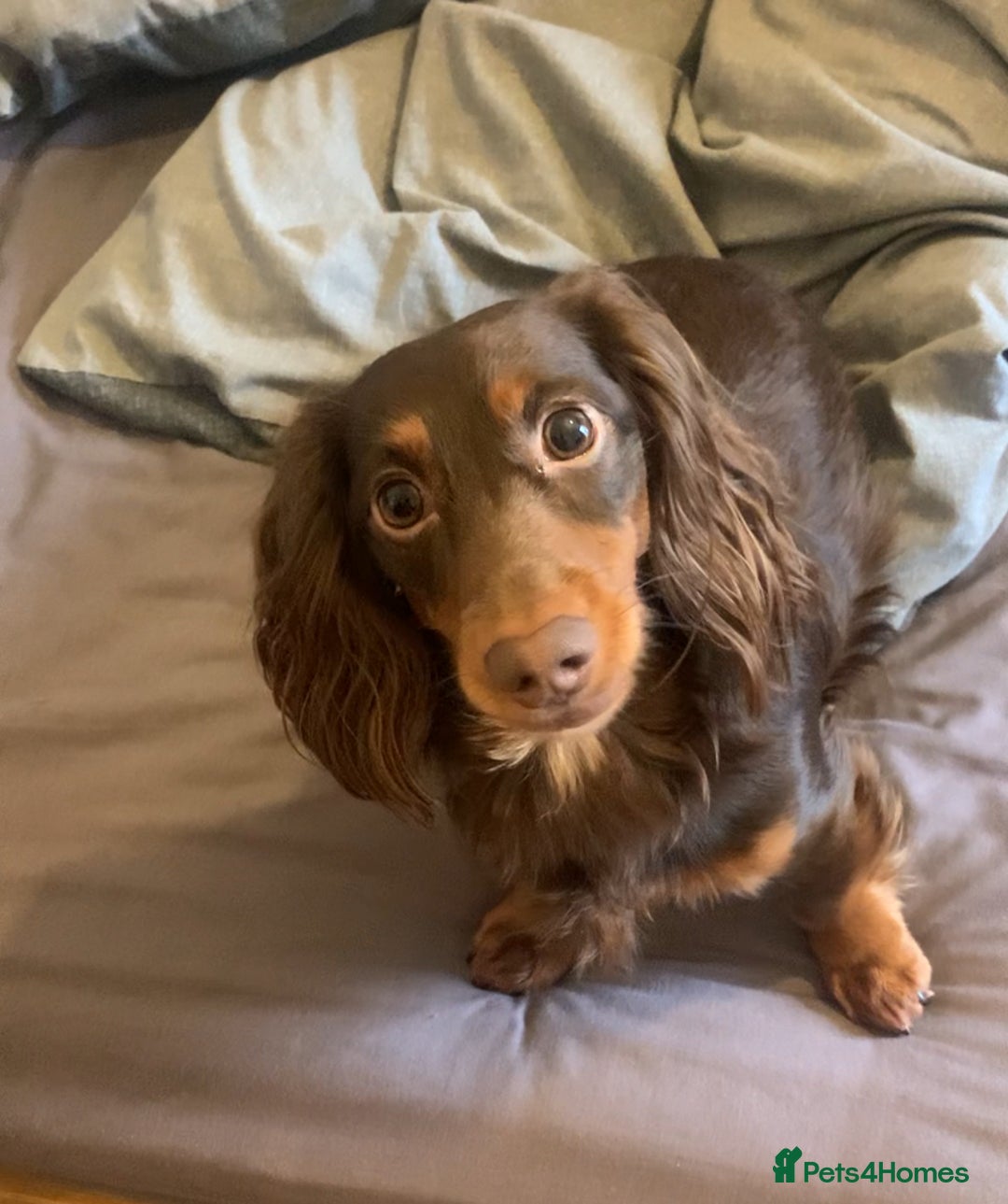 Miniature Dachshund dogs for stud: Rolo the long haired dachshund  in Pentre - Image 4