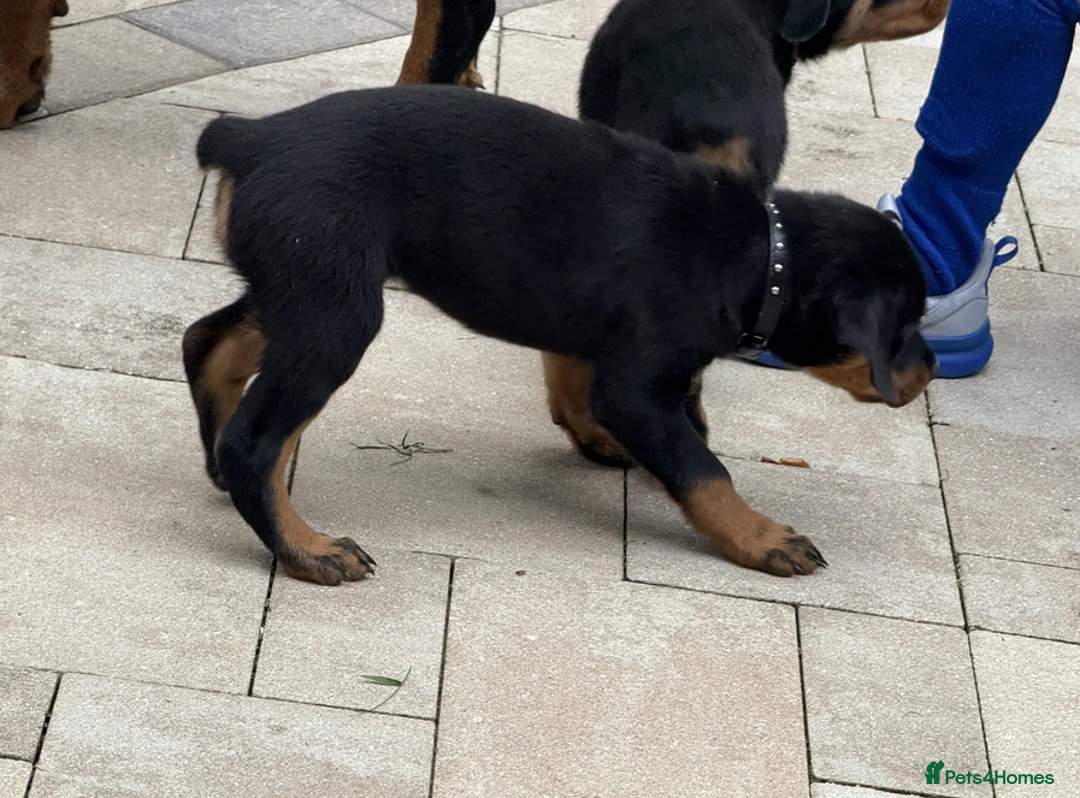 Rottweiler dogs for sale: German Rottweiler Pups For Sale - Image 6