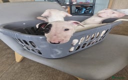 English Bull Terrier dogs for sale: The last 2x EBT Babies... - Image 2