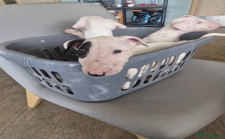 English Bull Terrier dogs - Advert 2