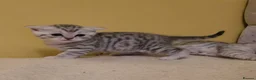 British Shorthair cats for sale:  Blue Snow Leopards looking for forever family in Croydon - Advert 14