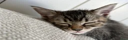 Mixed Breed cats for sale:  Gorgeous Ragdoll-Mix Kittens – 9 Weeks Old - Advert 4