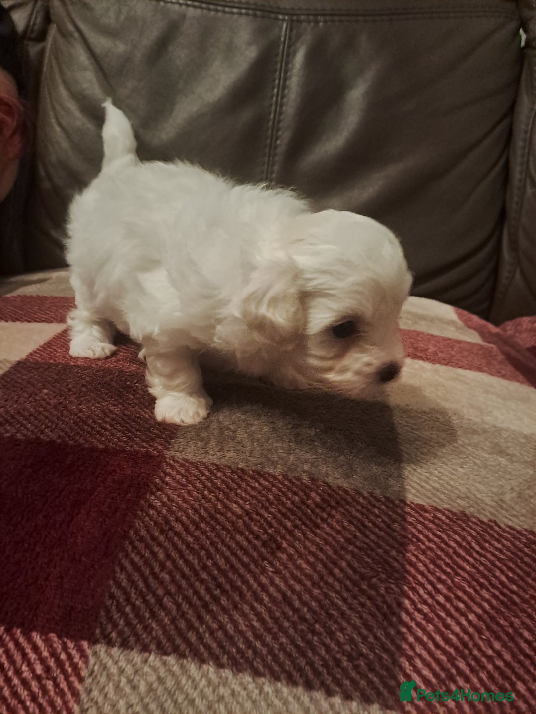 Bichon Frise dogs for sale: 4beautiful Bichon Frise puppies (3boys and 1 girl) - Advert 32