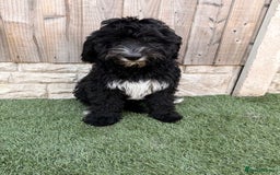 Sheepadoodle dogs for sale: F1 Sheepadoodle  in Doncaster - Image 28