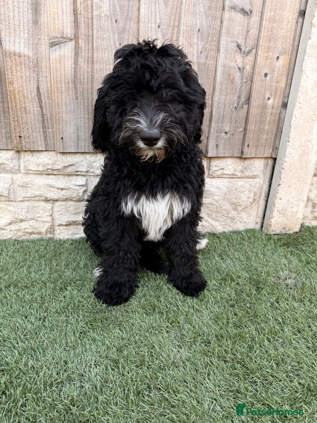 Sheepadoodle dogs for sale: F1 Sheepadoodle  in Doncaster - Image 28