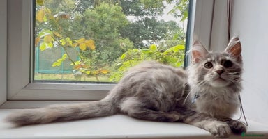 Maine Coon cats - Advert 7