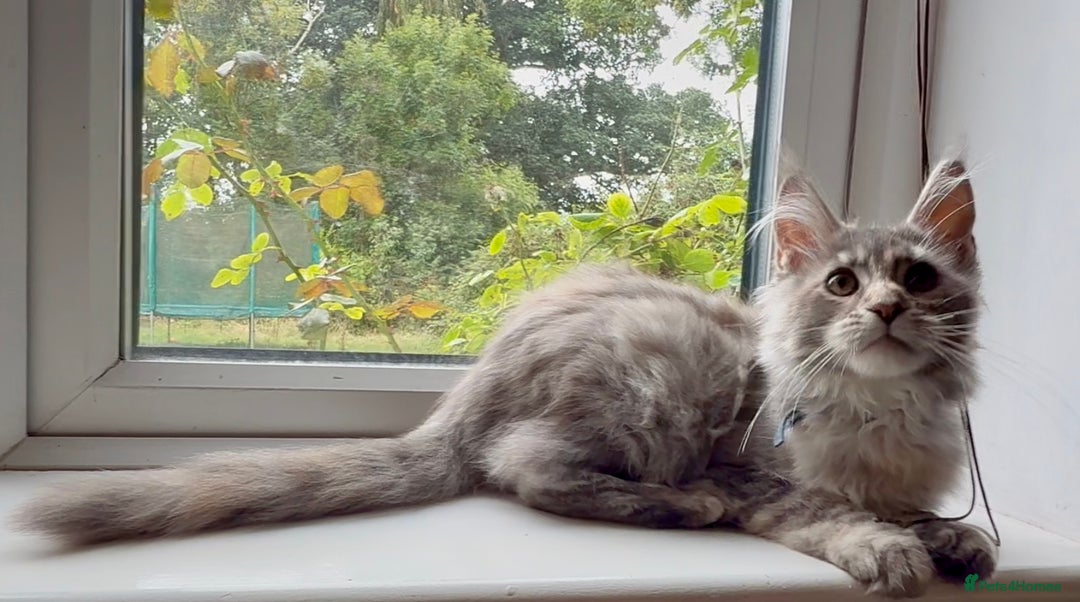 Maine Coon cats for sale: Maine coon kittens  - Image 3