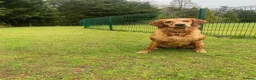 Golden Retriever dogs for sale: KC registered Golden Retriever puppies for sale in West Kilbride - Advert 2