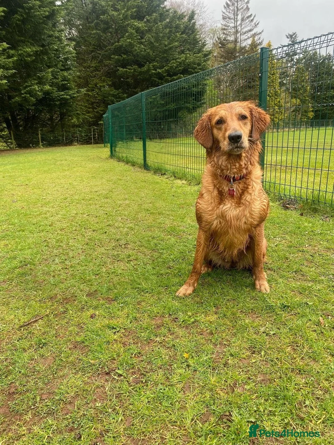 Golden Retriever dogs for sale: KC registered Golden Retriever puppies for sale in West Kilbride - Advert 2