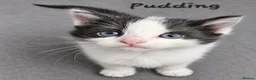 Mixed Breed cats for sale: 2 male kittens  - Advert 2