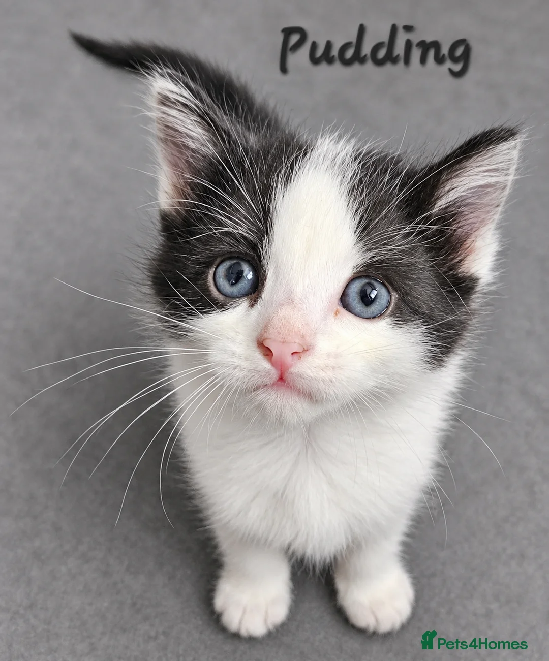 Mixed Breed cats for sale: 2 male kittens  - Advert 2