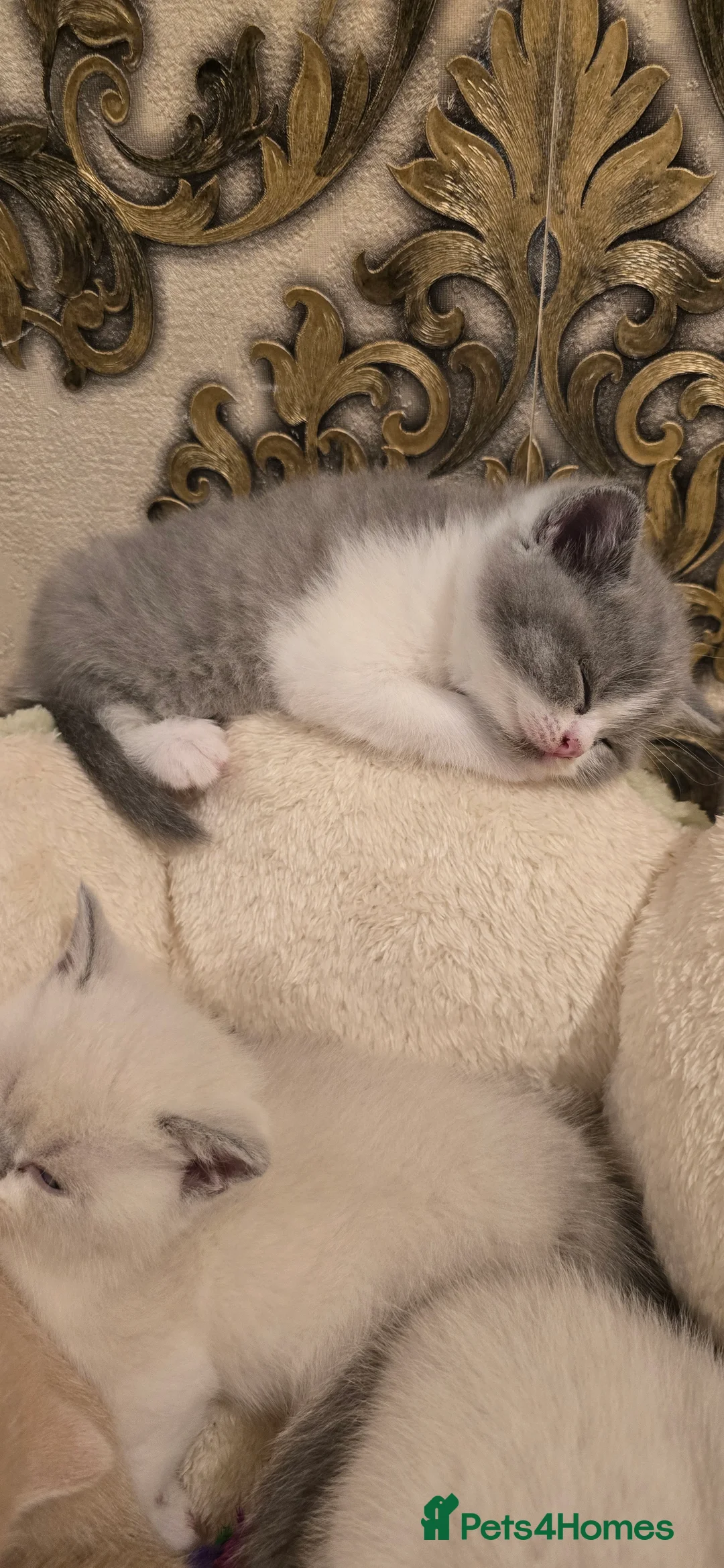 British Shorthair cats for sale: British short haired kittens  - Advert 24