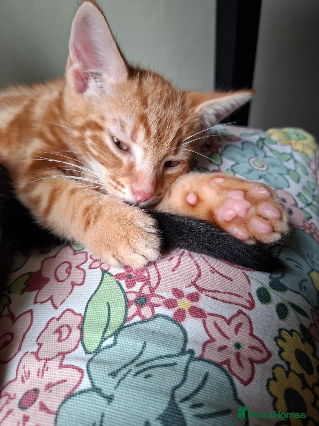 British Shorthair cats for sale: Kittens looking for a forever home - Advert 12