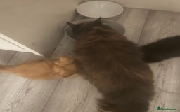 British Longhair cats for sale: 1 male and 1 female 15 week old kittens - Image 12