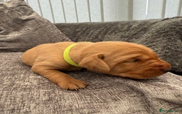 Labrador Retriever dogs for sale: Fox Red Labrador Puppies - Image 9