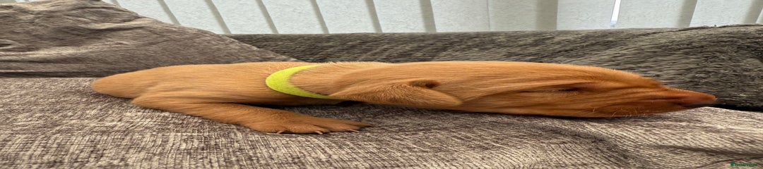 Lime Green Collar