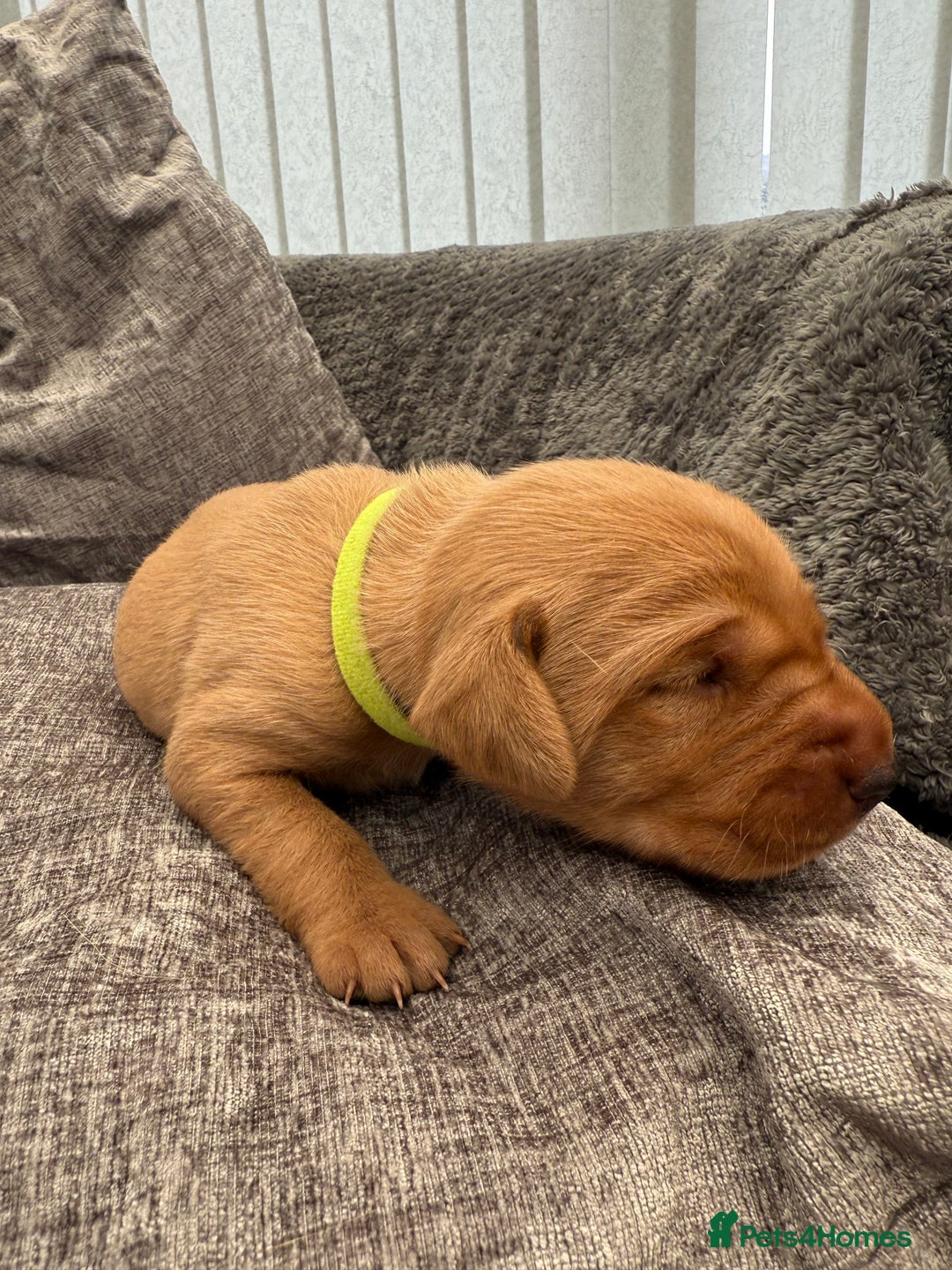 Labrador Retriever dogs for sale: Fox Red Labrador Puppies - Image 9