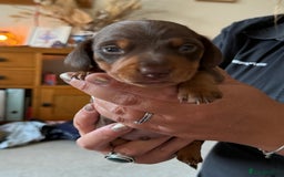 Miniature Dachshund dogs for sale: KC Miniature Dachshund puppies - Image 4