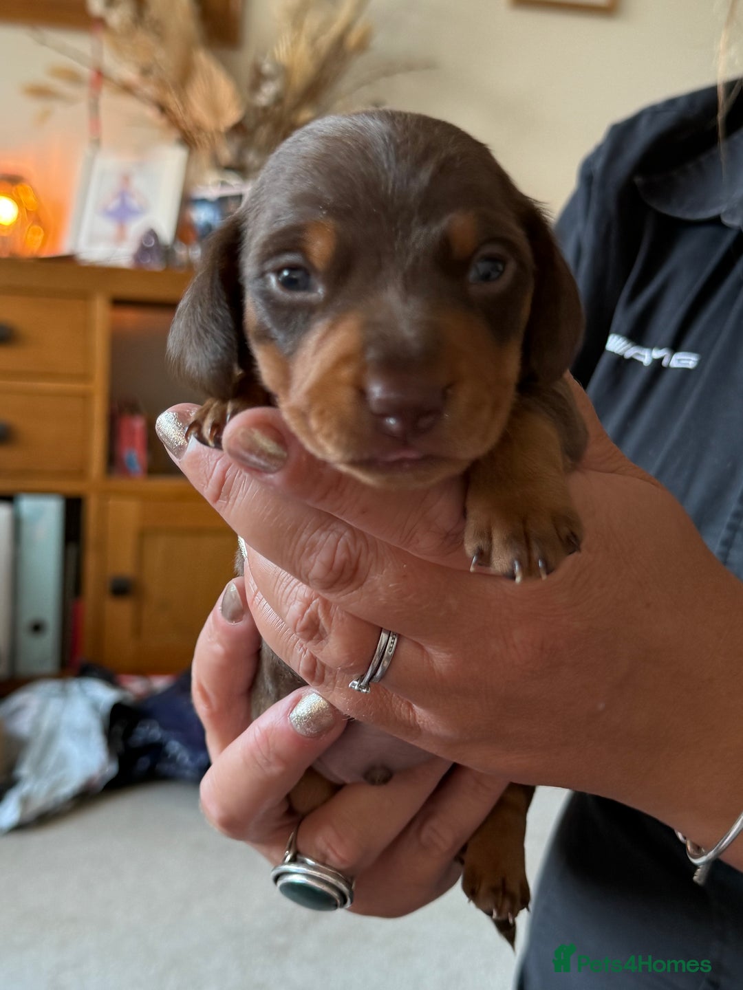 Miniature Dachshund dogs for sale: KC Miniature Dachshund puppies - Image 4