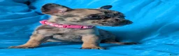 Mixed Breed dogs for sale:  adorable Mali mix  puppies in Llanelli - Advert 17