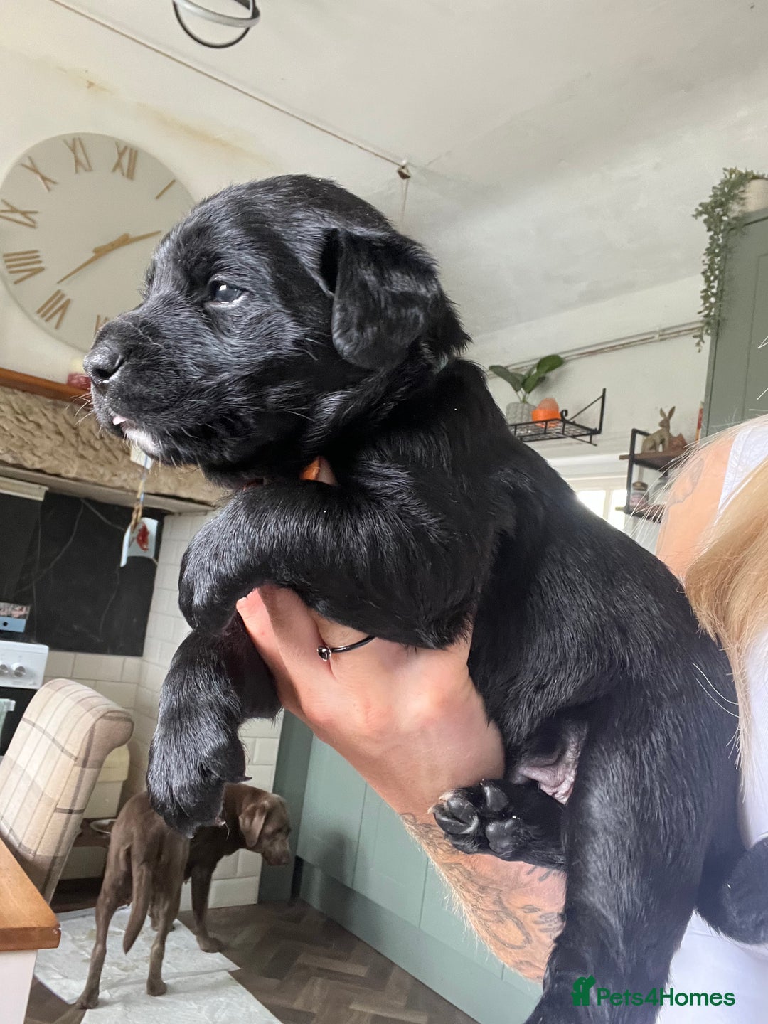 Mixed Breed dogs for sale: 3/4 lab 1/4 collie puppies  in Whitby - Image 37