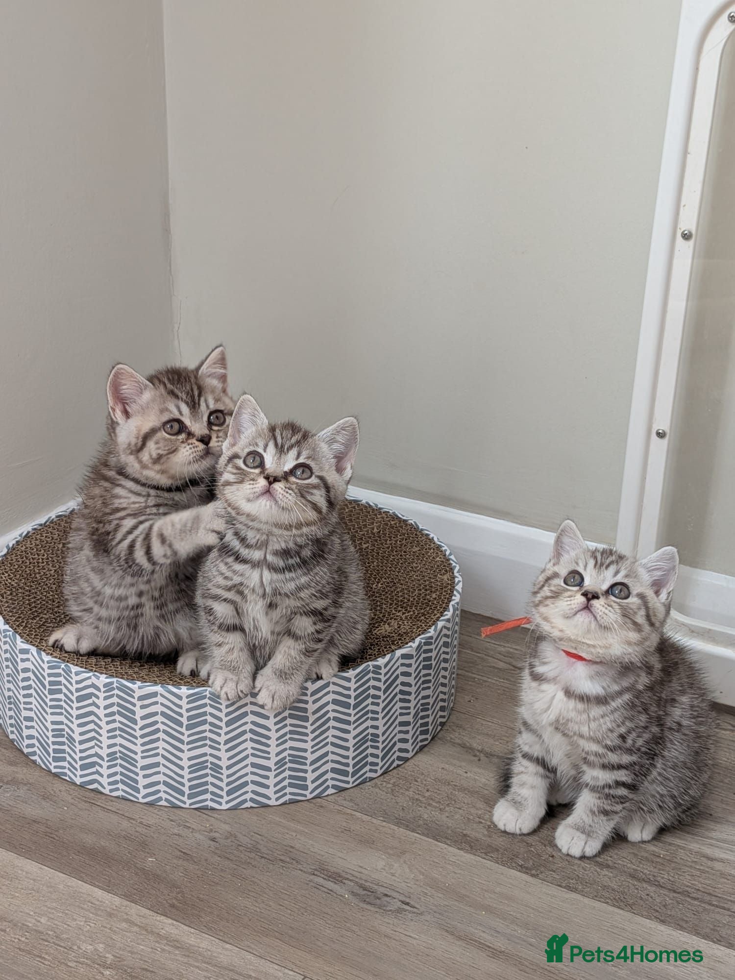 British Shorthair cats British Shorthair kittens - Advert 2