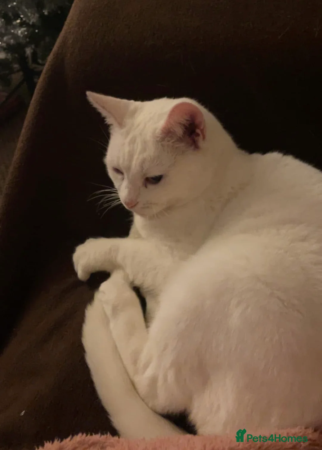 Mixed Breed cats for sale: Kittens for sale  - Advert 1