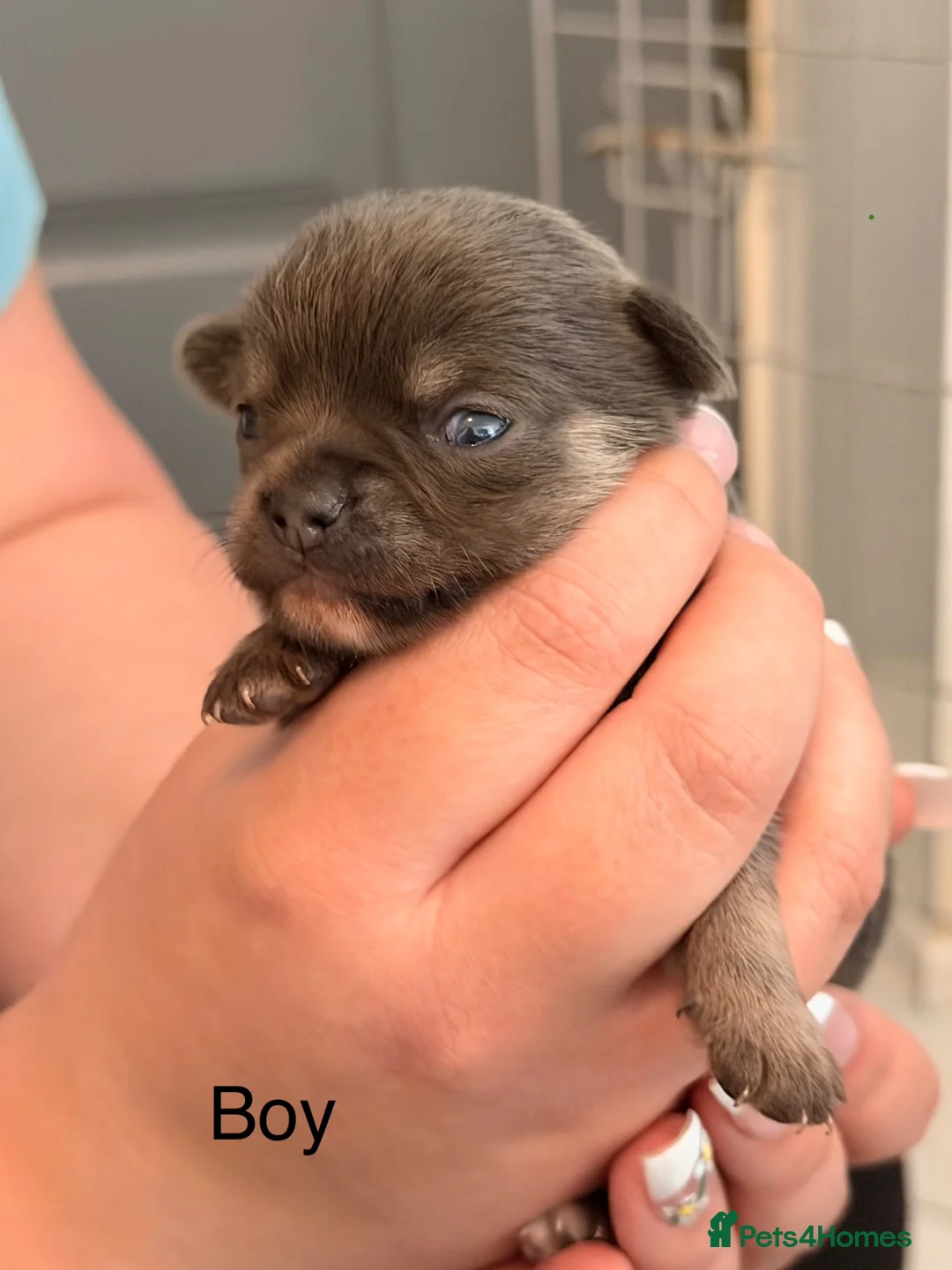 Chihuahua dogs for sale: 5 Chihuahua Puppies Ready 23rd May in Bournemouth - Advert 10