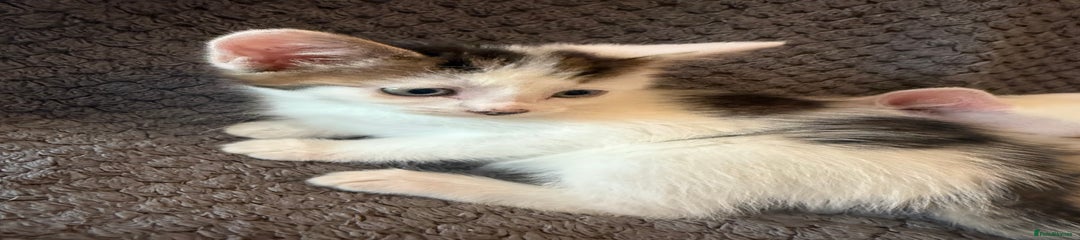 Mixed Breed Kitten 4