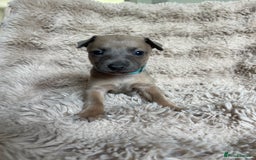 Mixed Breed dogs for sale: 3/4 Italian greyhound puppies  - Image 21