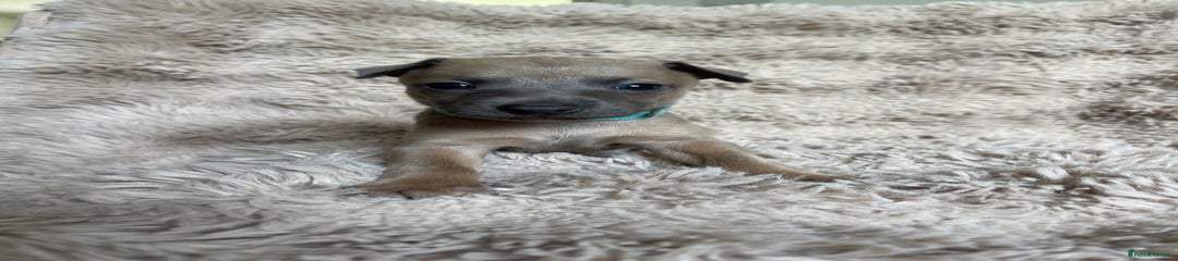 Blue collar Fawn /blue male