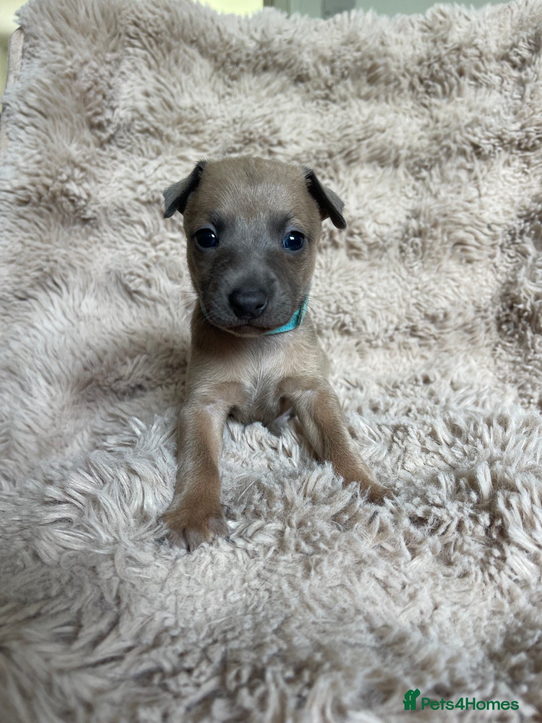 Mixed Breed dogs for sale: 3/4 Italian greyhound puppies  - Image 21