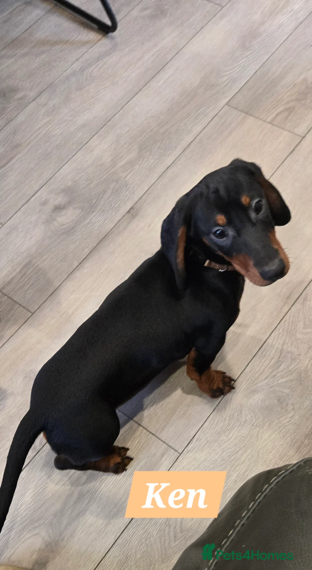 Dachshund dogs for sale: Beautiful Daxis - Advert 6
