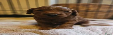 Cockapoo 1