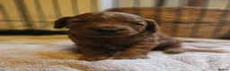 Cockapoo dogs for sale: Cockerpoo  in Leeds - Advert 5
