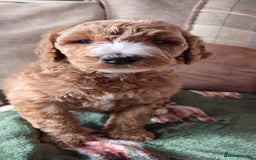 Irish Doodle dogs for sale: Irish Doodle Std 1 Girl Ready to go - Image 2