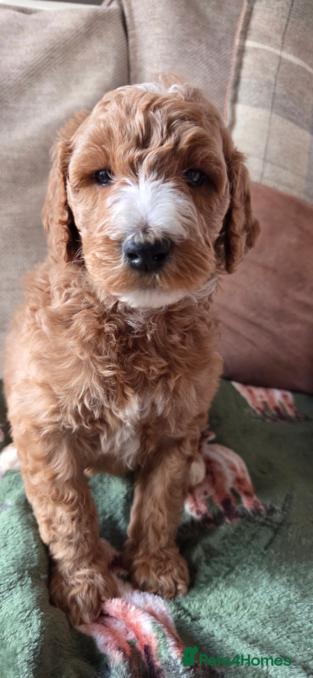 Irish Doodle dogs for sale: Irish Doodle Std 1 Girl Ready to go - Image 2