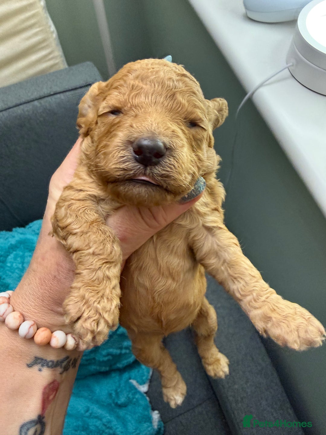 Cockapoo dogs for sale: Beautiful F2b Cockapoo Pups 1F roan available - Advert 22