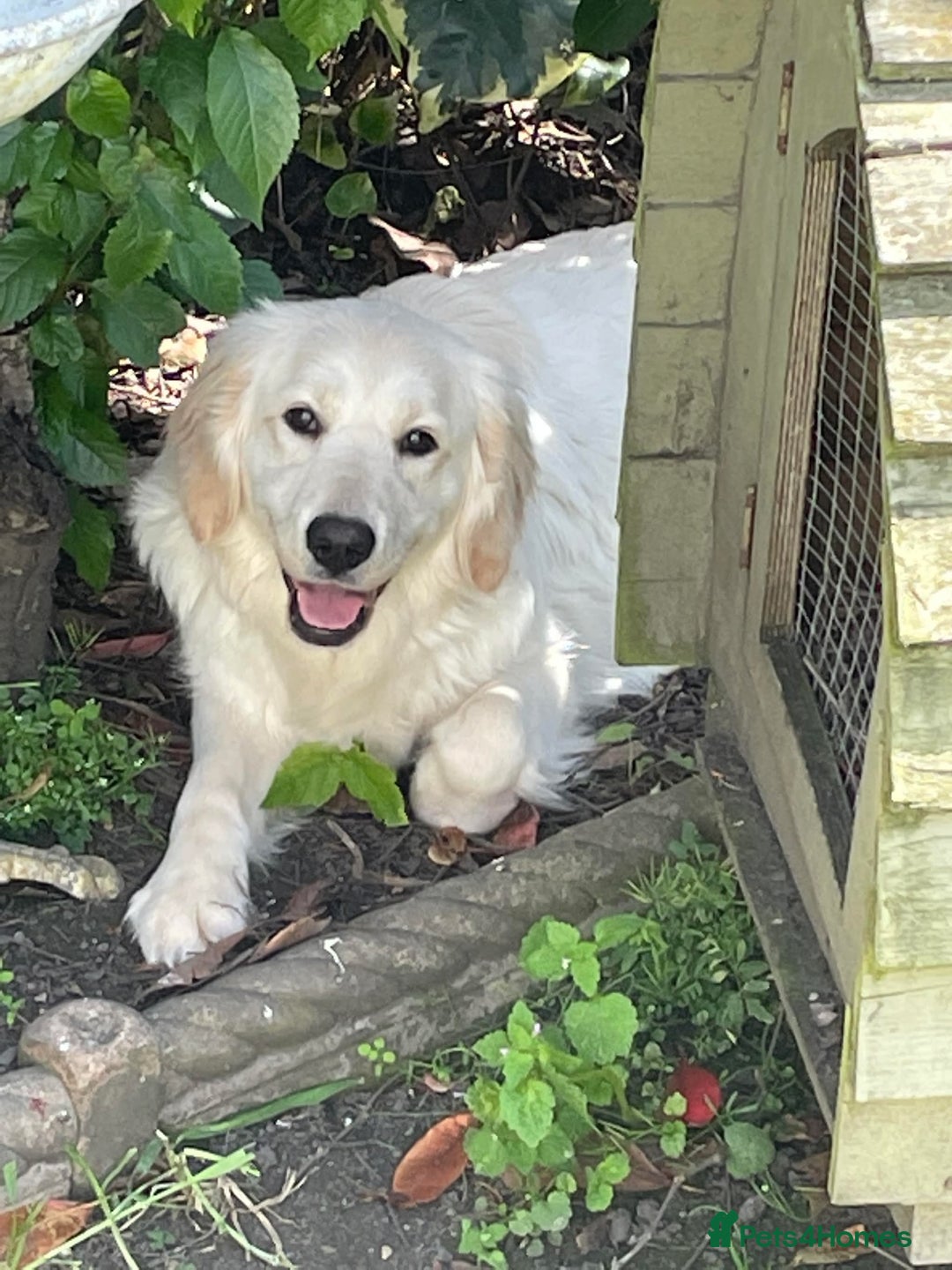 Golden Retriever dogs for sale: Top Class KC registered Golden Retrievers  - Advert 20