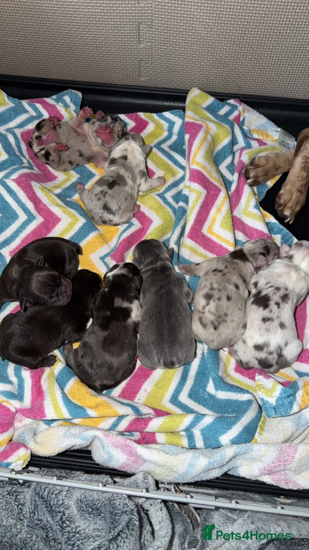 French Bulldog dogs for sale: Stunning, colourful litter of 8 French Bulldogs - Advert 2