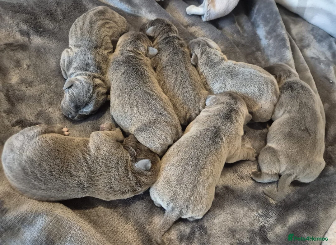 Staffordshire Bull Terrier dogs for stud: KENZDUO TAGLIATELLE -VINNY UP FOR STUD  in Abingdon - Advert 11