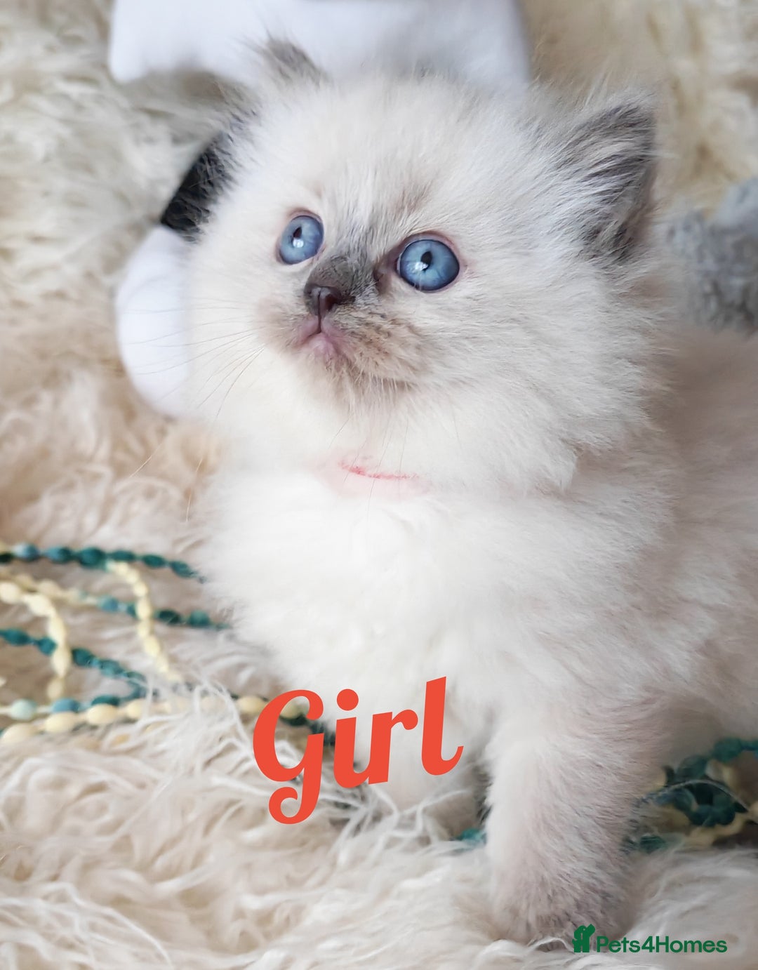 Ragdoll cats for sale: GCCF REGISTER KITTENS  - Advert 1