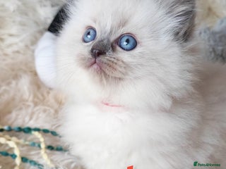 Ragdoll cats GCCF REGISTER KITTENS - Advert 2