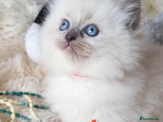 Ragdoll cats GCCF REGISTER KITTENS - Advert 6