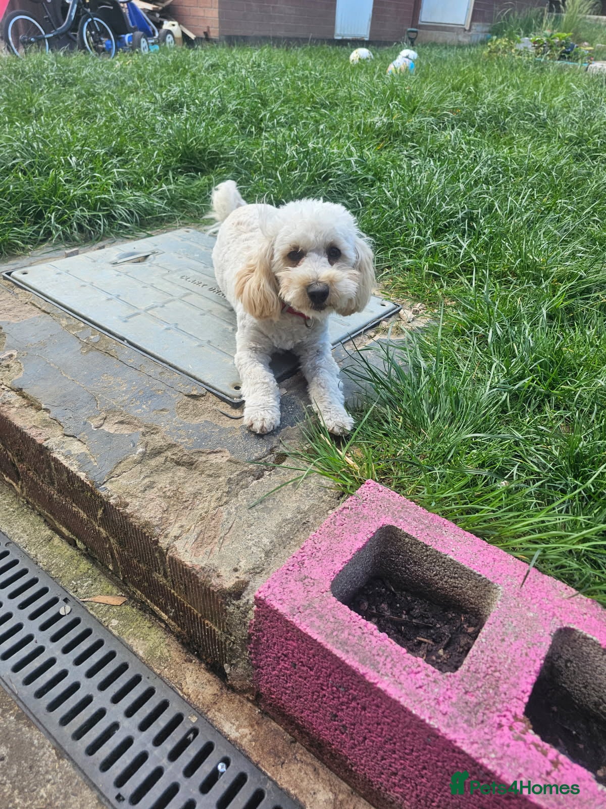 Maltipoo dogs Beautiful female maltipoo for sale in Derby - Advert 15