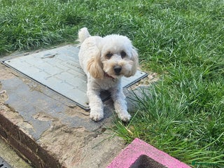 Maltipoo dogs Beautiful female maltipoo for sale in Derby - Advert 1