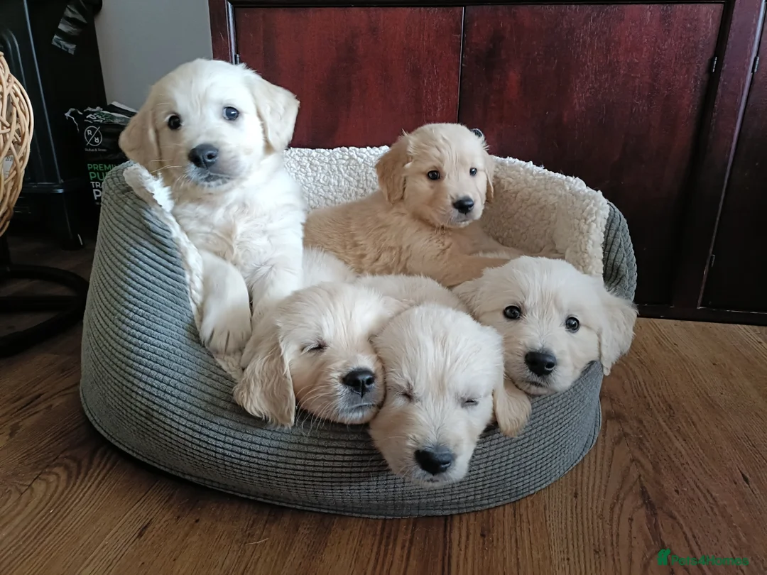 Golden Retriever dogs for sale: Beautiful Golden Retriever Puppies - Advert 10