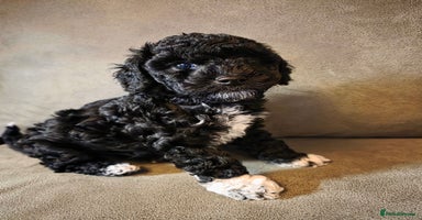 Cockapoo dogs - Advert 4